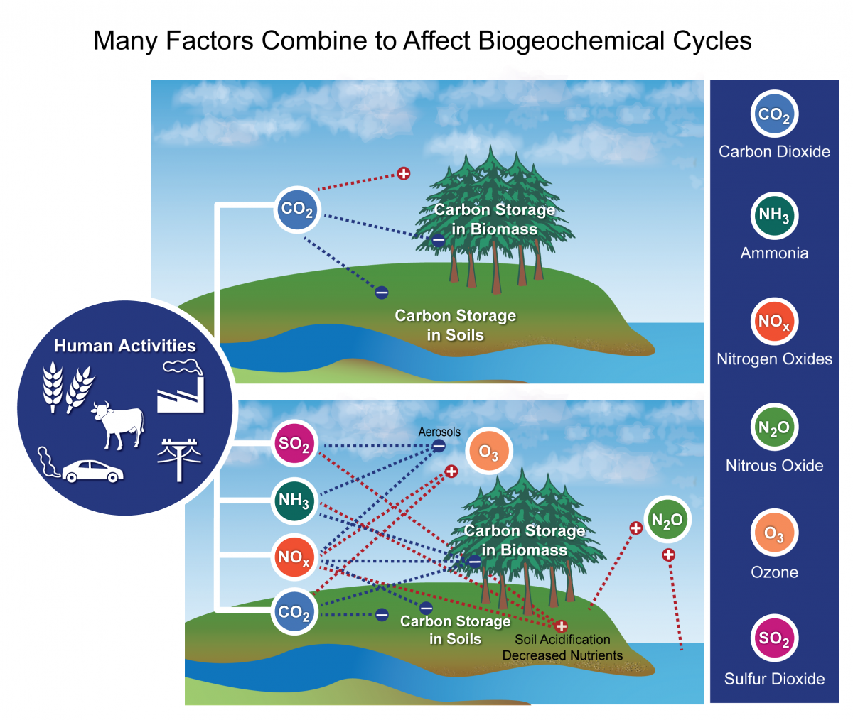 This figure from the National Climate Assessment (2014) depicts different biogeochemical cycles, including the carbon cycle, as influenced by different factors. 'The top panel shows the impact of the alteration of the carbon cycle alone on radiative forcing. The bottom panel shows the impacts of the alteration of carbon, nitrogen, and sulfur cycles on radiative forcing. SO2 and NH3 increase aerosols and decrease radiative forcing. NH3 is likely to increase plant biomass, and consequently decrease forcing. NOx is likely to increase the formation of tropospheric ozone (O3) and increase radiative forcing. Ozone has a negative effect on plant growth/biomass, which might increase radiative forcing. CO2 and NH3 act synergistically to increase plant growth, and therefore decrease radiative forcing. SO2 is likely to reduce plant growth, perhaps through the leaching of soil nutrients, and consequently increase radiative forcing. NOx is likely to reduce plant growth directly and through the leaching of soil nutrients, therefore increasing radiative forcing. However, it could act as a fertilizer that would have the opposite effect.' (National Climate Assessment, 2014)