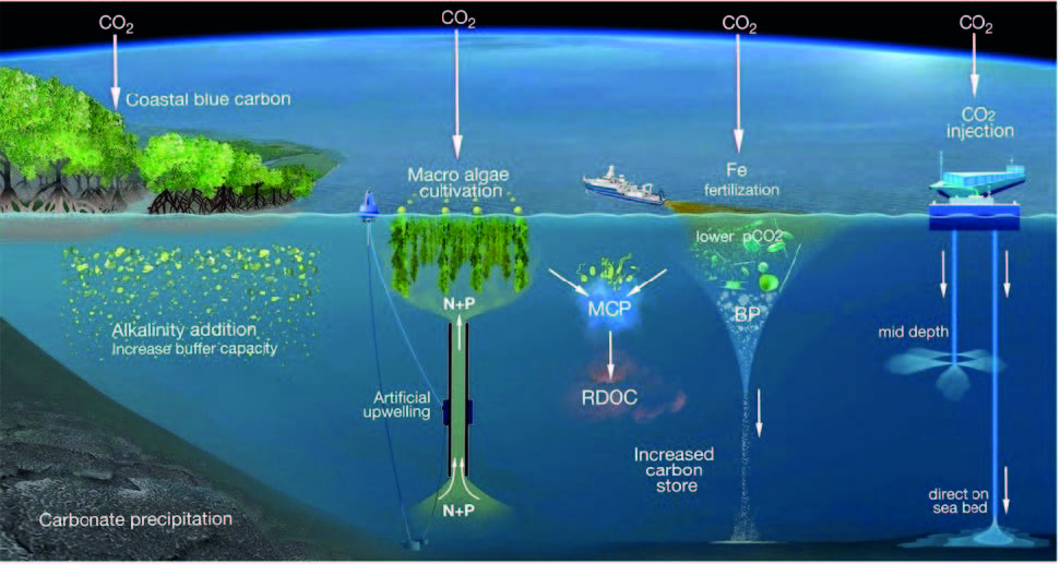 IOC-R-Figure 8. A sampling of proposed marine ecoengineering and geoengineering approaches with description in the text. Figure is from N. Jiao pers. comm. See report p29. Internal manipulations of physics, chemistry, and biology focus on carbon pools that have the  potential capacity to provide long-term carbon removal from the atmosphere (Figure 8). The sedimentary  organic carbon pool can be increased through organic matter burial by coastal “blue carbon”  reservoirs (mangroves, salt marches, and seaweeds) or POC export via the biological pump (BP). “Excess” culturing might achieve enhanced sequestration. In  particular, a focus on enhancing the growth of biota with high Redfield ratios, such as Sargassum  sp. with a carbon to nitrogen ratio of ≈50:1 compared to ≈7:1 for most marine biota, could  contribute to sequestration either by organic detritus accretion or plant material harvest.  Refractory dissolved organic carbon (RDOC) remains in the water column for hundreds to thousands of years  and constitutes carbon storage in the ocean of ~700 Pg C. Experimental studies have  shown an efficient production of RDOC by the MCP, indicating a potential approach for enhancement of this carbon sink in the ocean, although the mechanisms creating this refractory carbon need further study.