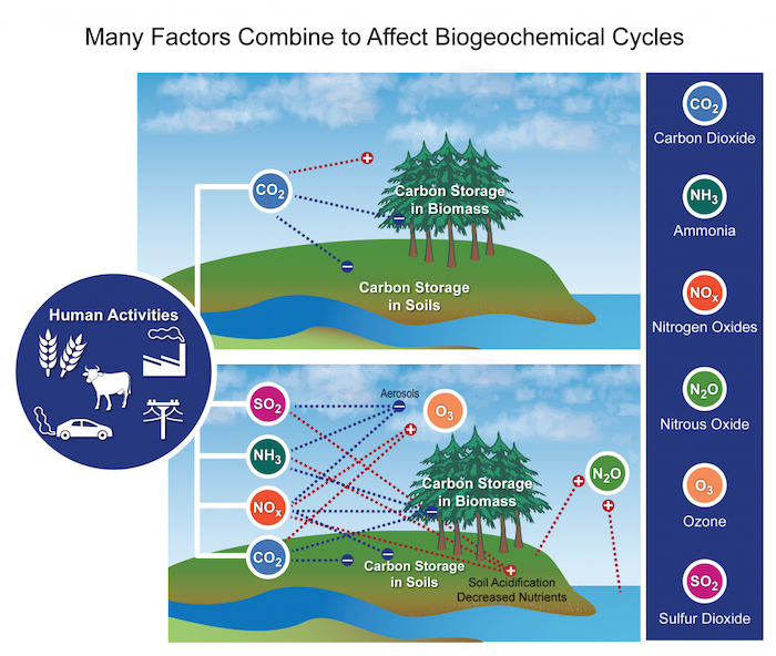 This figure from the National Climate Assessment (2014) depicts different biogeochemical cycles, including the carbon cycle, as influenced by different factors. 'The top panel shows the impact of the alteration of the carbon cycle alone on radiative forcing. The bottom panel shows the impacts of the alteration of carbon, nitrogen, and sulfur cycles on radiative forcing. SO2 and NH3 increase aerosols and decrease radiative forcing. NH3 is likely to increase plant biomass, and consequently decrease forcing. NOx is likely to increase the formation of tropospheric ozone (O3) and increase radiative forcing. Ozone has a negative effect on plant growth/biomass, which might increase radiative forcing. CO2 and NH3 act synergistically to increase plant growth, and therefore decrease radiative forcing. SO2 is likely to reduce plant growth, perhaps through the leaching of soil nutrients, and consequently increase radiative forcing. NOx is likely to reduce plant growth directly and through the leaching of soil nutrients, therefore increasing radiative forcing. However, it could act as a fertilizer that would have the opposite effect.' (National Climate Assessment, 2014)